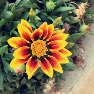 Meet your Posher, Jessie